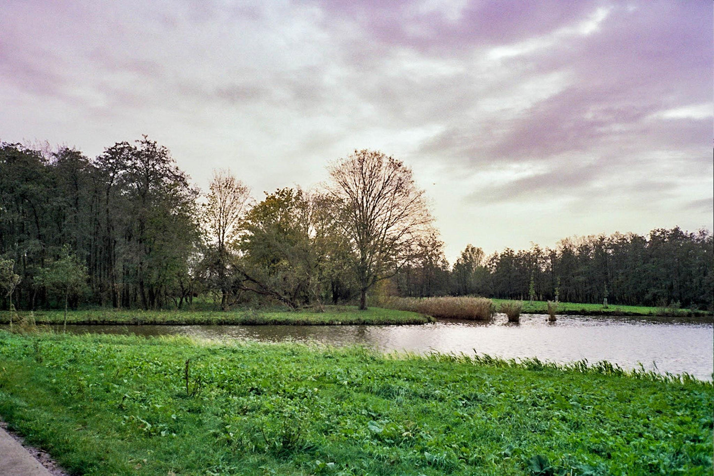 Olympus Trip 35 Camera + gratis Kodak Gold film – Vintage Compact Camera – Volledig getest en werkend