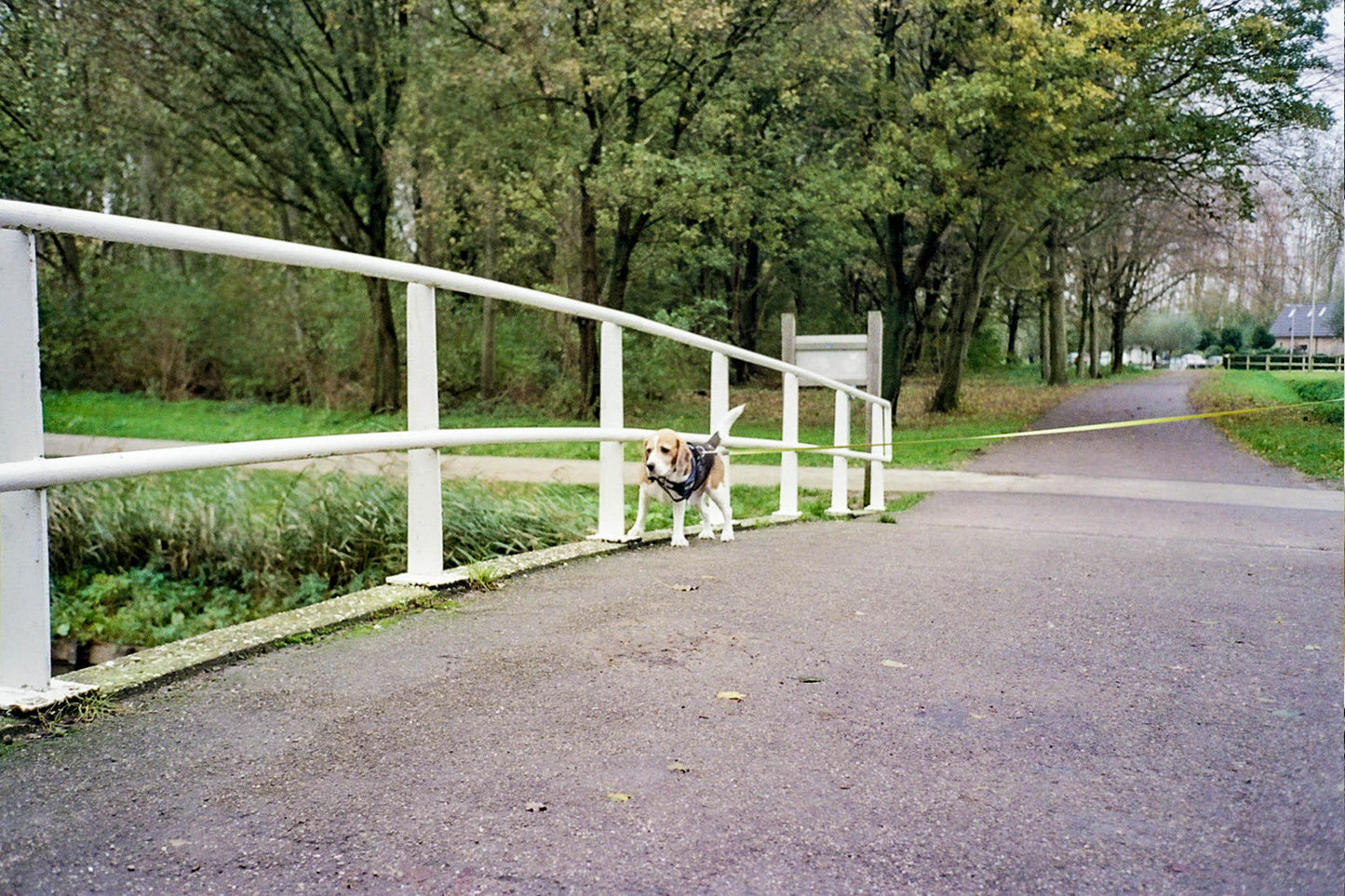 Olympus Trip 35 Camera + gratis Kodak Gold film – Vintage Compact Camera – Volledig getest en werkend